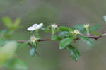 Dwarf hawthorn